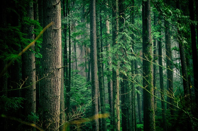 Élagage des arbres dans la forêt